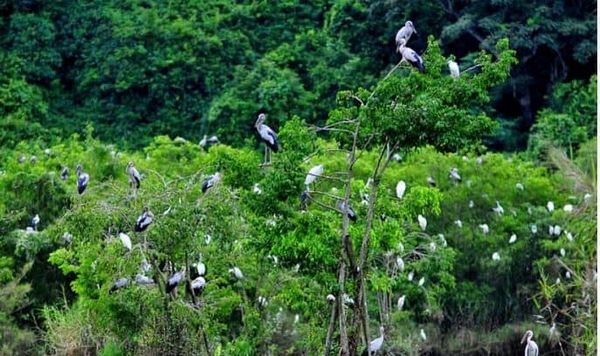 Hệ thực vật sân chim Bạc Liêu hiện có 181 loài đóng vai trò chủ yếu đối với đời sống, nơi cư trú làm tổ, sinh sản của các loài chim